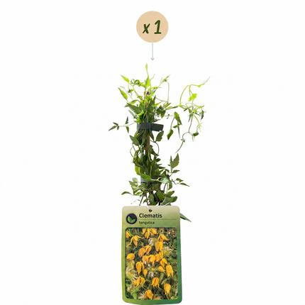 Clematis tangutica - Chinese bosrank - Geel - Klimplant - Ø9cm - ↕35cm