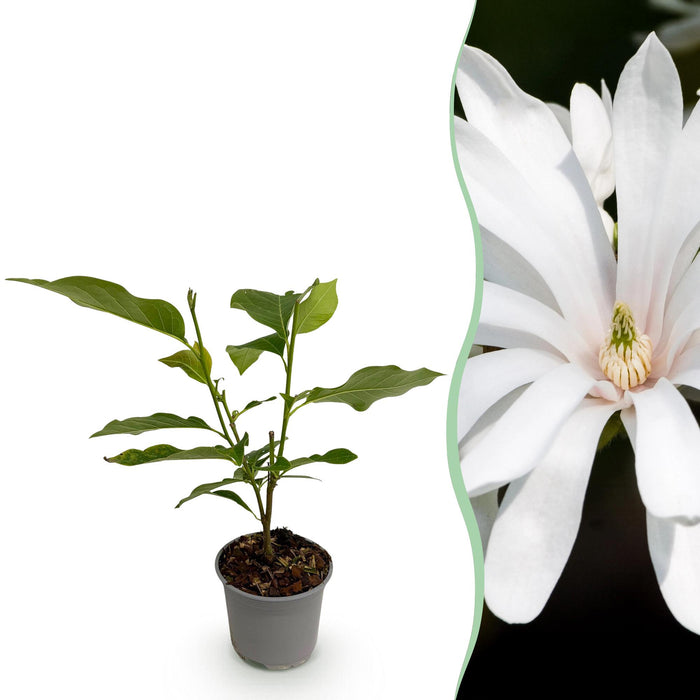 Magnolia stellata Royal Star - Bloem Wit - 1 Plant - Bladverliezend - Weinig Onderhoud - Pot 12cm Hoogte 30cm