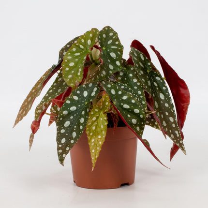 Begonia Leaf Maculata 'Wightii' - ↕20cm - Ø12cm