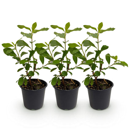 Cornus Florida - Flor blanco-rosa - ↕35cm - Ø12cm - 3x