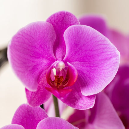 Kolibri Orchids | Combi Deal - 4 Paarse Phalaenopsis Orchideeën Niagara Fall Free Ride - Ø12 cm