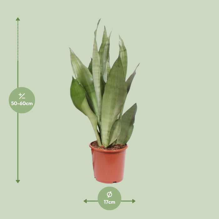 Sansevieria Moonshine - Vrouwentong - ↕60cm - Ø17cm