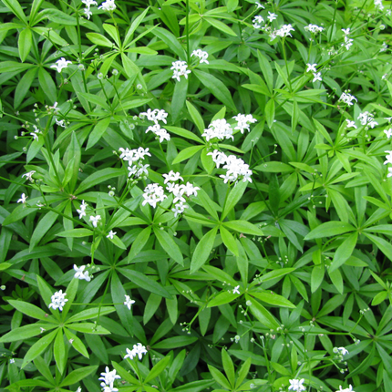 Galium odoratum - Lievevrouwebedstro - ↕10-25cm - Ø9cm - 24x