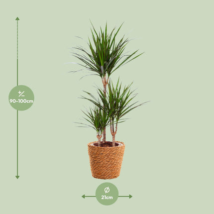 Dracaena Marginata - Pianta del drago - ↕95cm - Ø21cm