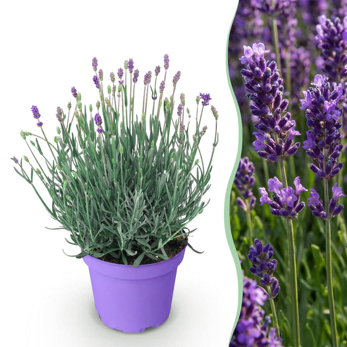 Lavandula angustifolia Munstead - Lavendel - ↕20-25cm - Ø12cm