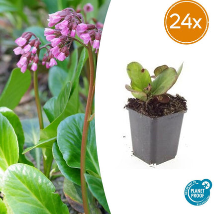 Bergenia cordifolia 'Herbstblüte' - Schoenlappersplant - ↕10-25cm - Ø9cm - 24x