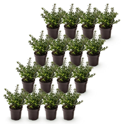 Ilex crenata Stokes - Japanse Hulst - 16x Haagplanten - Groenblijvend - Groen - Pot 9cm - Hoogte 20-30cm