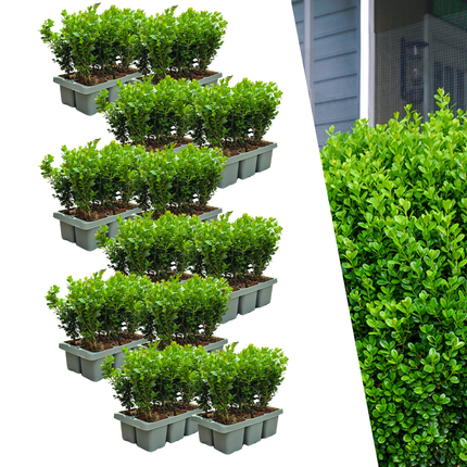Buxus NewGen Freedom – 12x6-pak - Hårdføre stedsegrønne buske 72 x Ø7cm - ↕15cm - Kompakt buksbom