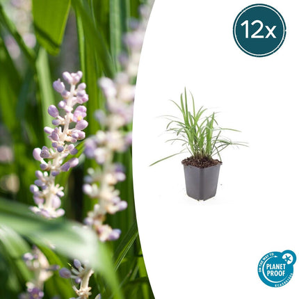 Liriope muscari 'Moneymaker' - Hierba de lirio - ↕10-25cm - Ø9cm - 12x