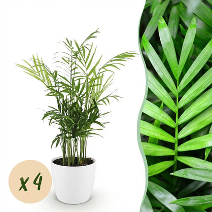 Chamaedorea elegans - Goudpalm - met witte plantenpotten - ↕15cm - Ø12cm - 4x