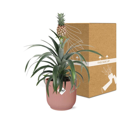 Ananas Mi Amigo - Pianta di ananas - in elho Vibes Fold Ø14cm rosa