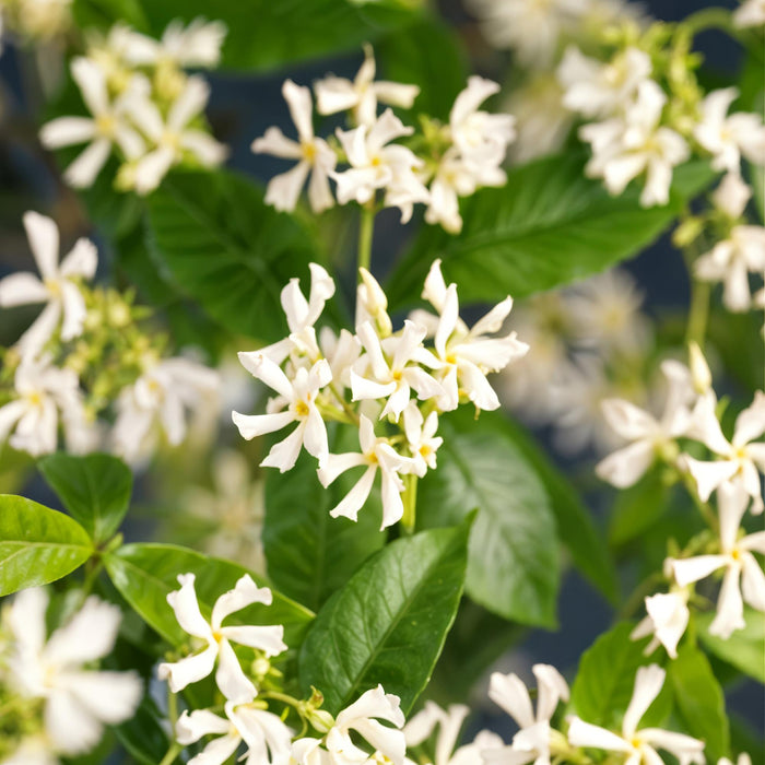 Toscaanse jasmijn - Trachelospermum jasminoides - Bloem Wit - Groenblijvend  - 2 planten - Pot 11cm Hoogte 40cm
