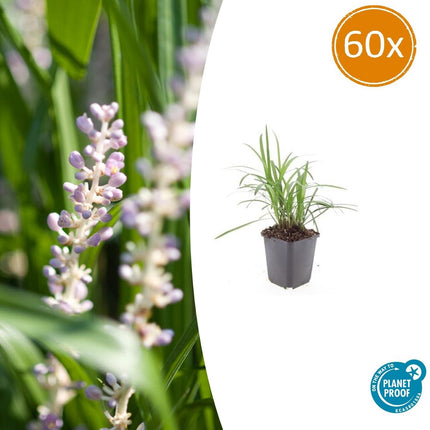 Liriope muscari 'Monroe White' - Leliegras - ↕10-25cm - Ø9cm - 60x