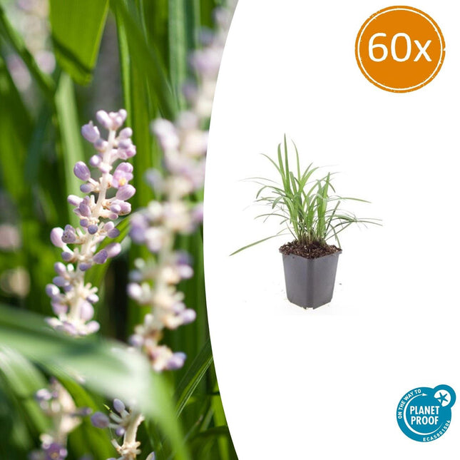 Liriope muscari 'Monroe White' - Hierba de lirio - ↕10-25cm - Ø9cm - 60x