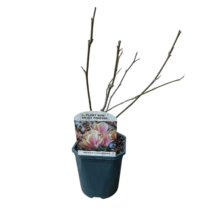 Heesters -  Magnolia Soulangiana  - Bloemen Licht Roze - 1 Plant - Bladverliezend - Weinig Onderhoud - Pot 17cm Hoogte 45cm