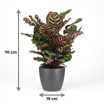 Calathea Makoyana - Roślina pawia - w szarej doniczce - ↕70cm - Ø19cm