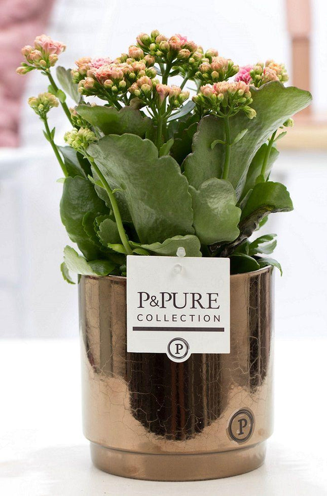 Kalanchoe rosa en P&PURE Juliette Ceramics Goldbronze - Ø12cm - ↕27cm