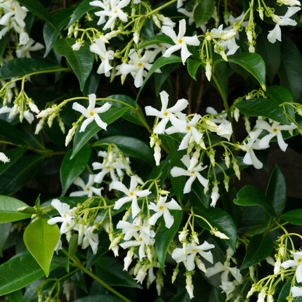 Trachelospermum jasminoides 'Star of Venice' - Toscaanse Jasmijn - ↕70cm - Ø23cm