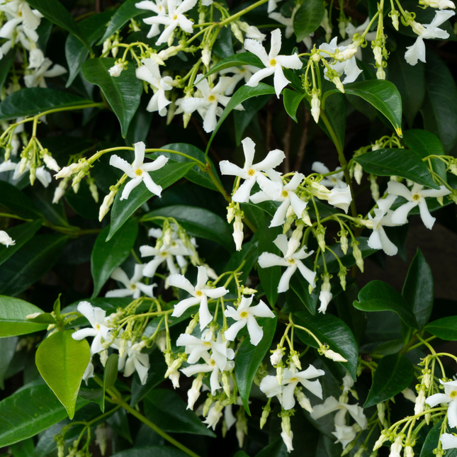 Trachelospermum jasminoides 'Star of Venice' - Toscaanse Jasmijn - ↕70cm - Ø23cm