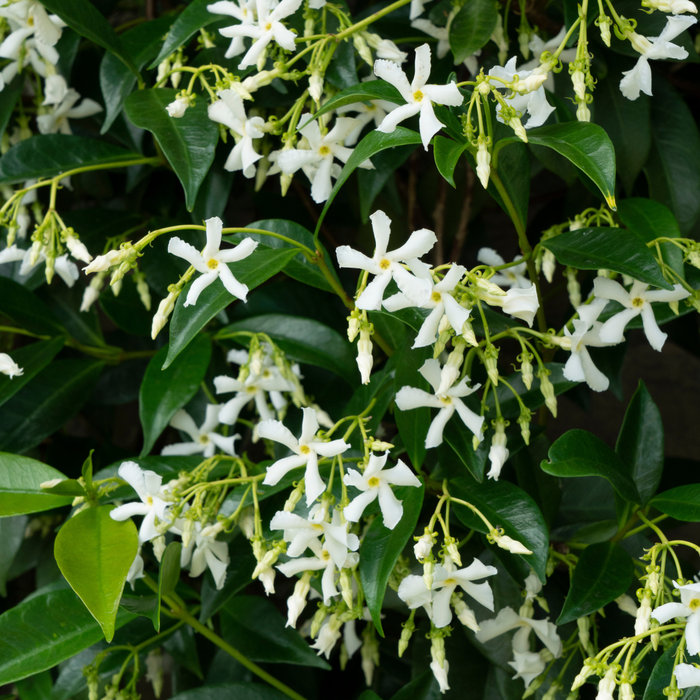 Trachelospermum jasminoides 'Star of Venice' - Toscaanse Jasmijn - ↕70cm - Ø23cm