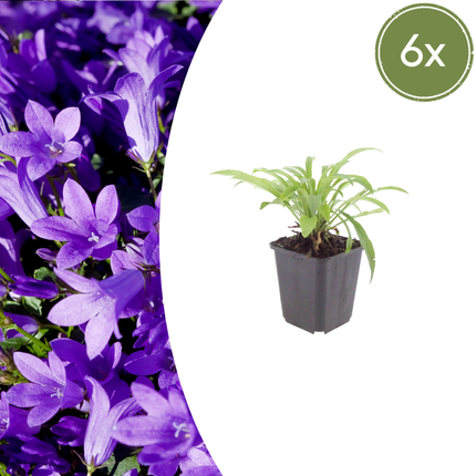 Campanula persicifolia 'Coerulea' - Bellissima campanula - ↕10-25cm - Ø9cm - 6x