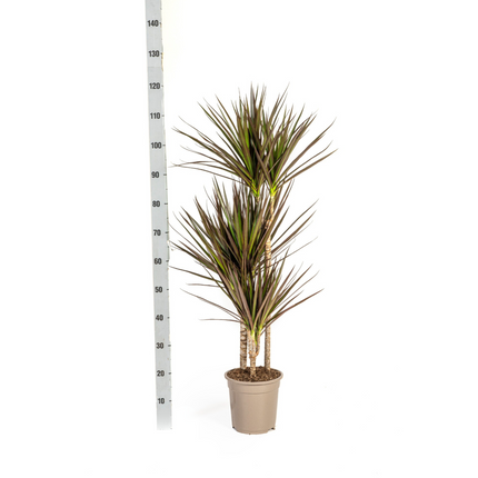 Dracaena Marginata Magenta met mand - ↕110-130cm - Ø21cm
