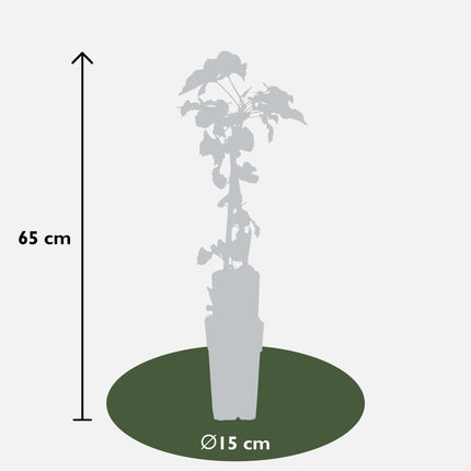 Fallopia Baldschuanica - Bridal Veil - ↕65cm - Ø15cm