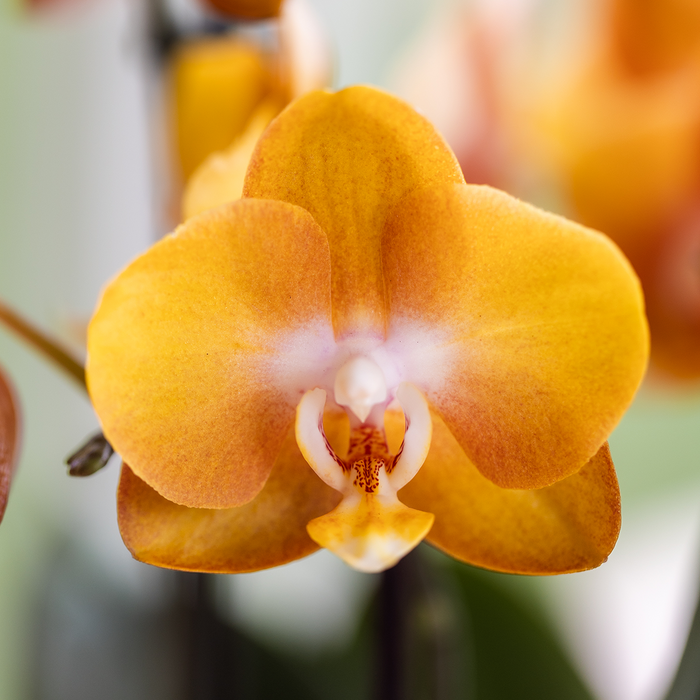 Kolibri Orchids | Oranje/gele Las Vegas orchidee + Retro oker sierpot - potmaat Ø12cm | bloeiende kamerplant – vers van de kweker