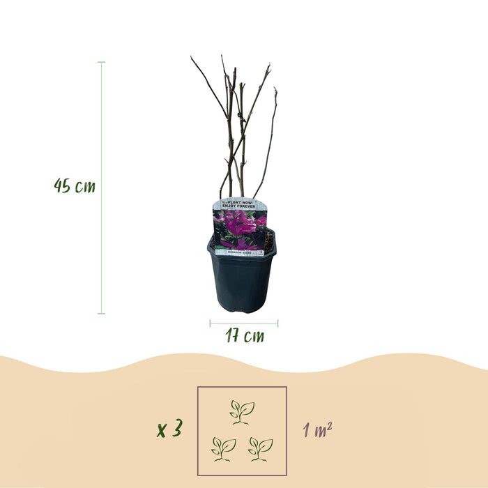 Heesters -  Magnolia Susan  - Bloemen Donker Roze - 1 plant - bladverliezend - weinig onderhoud - pot 17cm hoogte 45cm