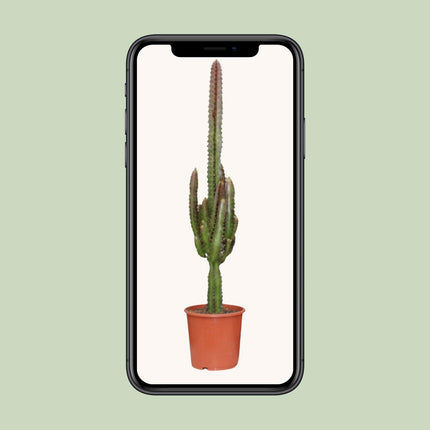 Euphorbia Trigona Rubra - ↕70cm - Ø17cm