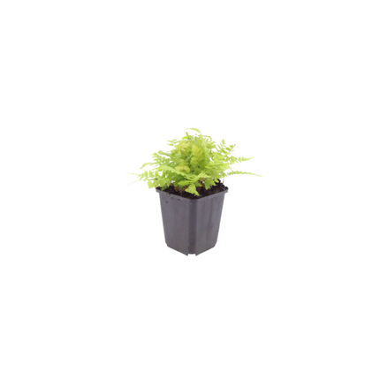 Dryopteris filix-mas - Mannetjesvaren - ↕10-25cm - Ø9cm - 24x