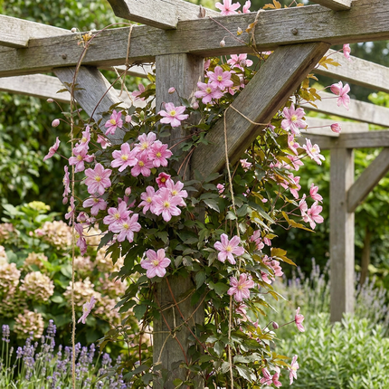 Clematis mont. 'Marjorie' - Bergclematis 6x - Roze - Klimplant - Ø9cm - ↕35cm