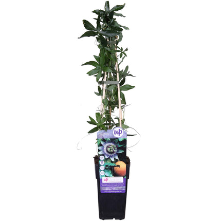 Passiebloem - Passiflora Blauw caerulea - ↕65cm - Ø15cm