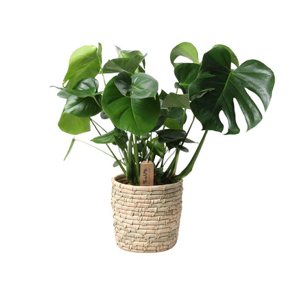 Monstera Palmleaf in mand - Gatenplant - ↕60cm - Ø21cm