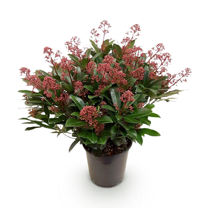 Skimmia japonica Rubella - Bloem Rood - 40+ Bloemen - ↕60cm - Ø19cm