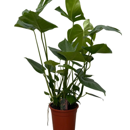 Monstera - Gatenplant - ↕70cm