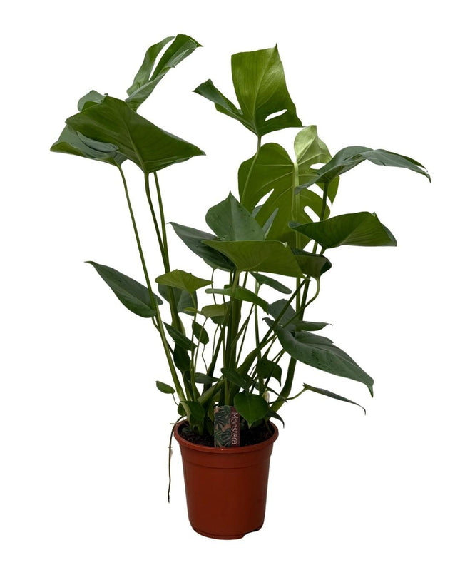 Monstera - Pianta con foro - ↕70cm