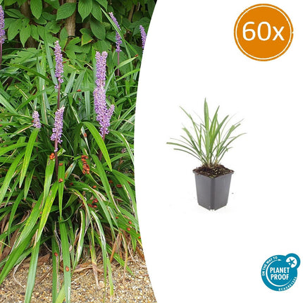 Liriope muscari 'Ingwersen' - Erba giglio - ↕10-25cm - Ø9cm - 60x