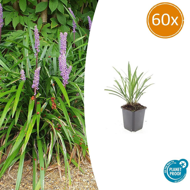 Liriope muscari 'Ingwersen' - Hierba lirio - ↕10-25cm - Ø9cm - 60x