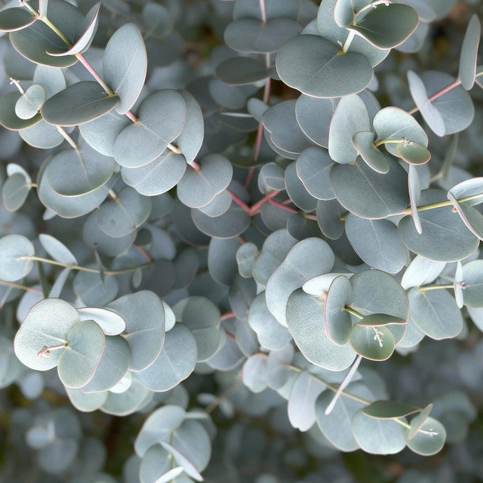 Eucalyptus gunni Azure - Feuilles grises - Pot de 19 cm - Hauteur 90 cm