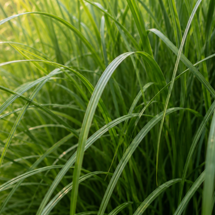 Miscanthus sinensis ‘Gracillimus’ – Chinees Prachtriet - Ø12cm - 6x