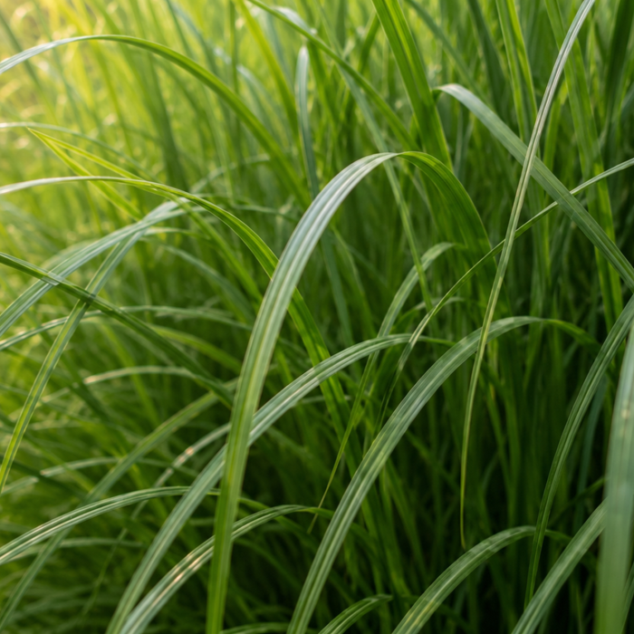 Miscanthus sinensis ‘Gracillimus’ – Chinees Prachtriet - Ø12cm - 6x