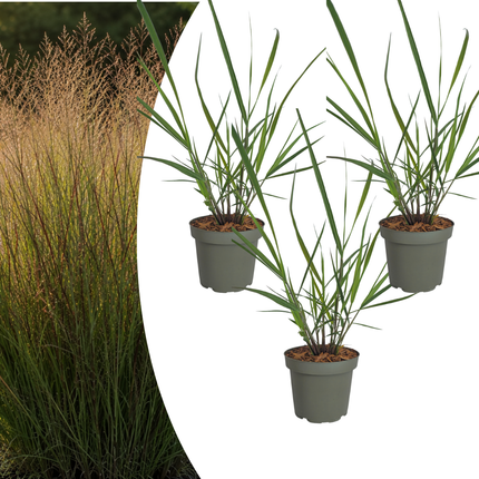 Panicum virgatum ‘Rotstrahlbusch’ – Vingergras - Ø12cm - 3x