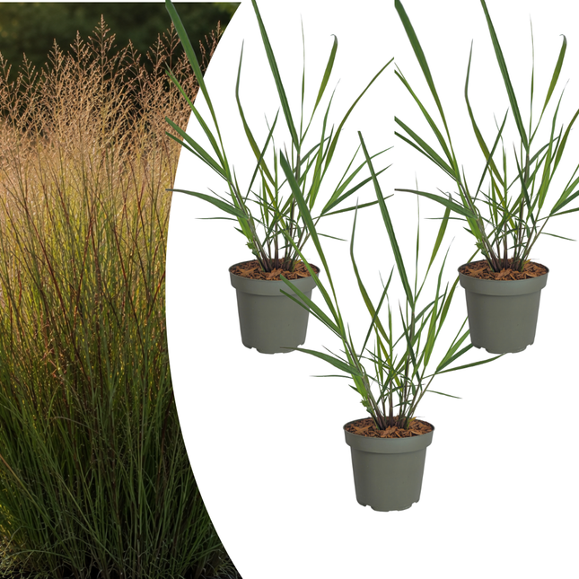 Panicum virgatum ‘Rotstrahlbusch’ – Vingergras - Ø12cm - 3x