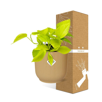 Epipremnum Pinnatum 'Golden Pothos' in elho Vibes Fold Ø14cm giallo