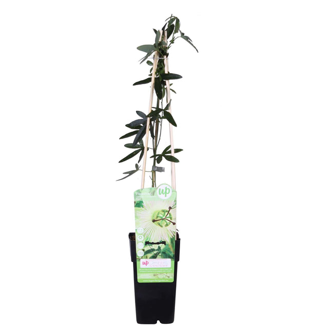 Fiore della passione - Passiflora white caerulea 'Constance Elliot' - ↕65cm - Ø15cm