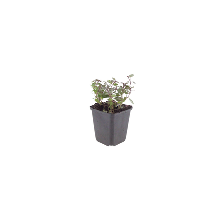 Origanum laevigatum 'Herrenhausen' - Marjoram Plant - ↕10-25cm - Ø9cm - 12x