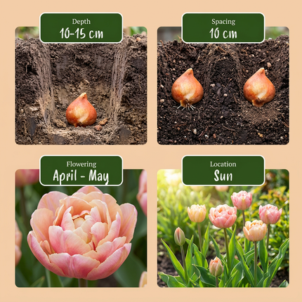 48x Tulipa Peaches & Kisses - Bloembollen - Tulp Peaches & Kisses - Diversen - Voorjaarsbloeier - Bolmaat 11/12