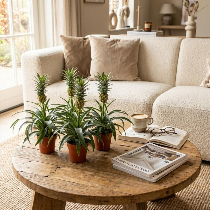 Ananasplant Mi Amigo - ↕35-40cm- Ø12cm - 4x