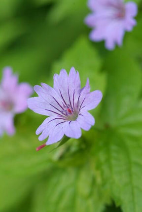 Geranium nodosum - ↕10-25cm - Ø9cm - 24x